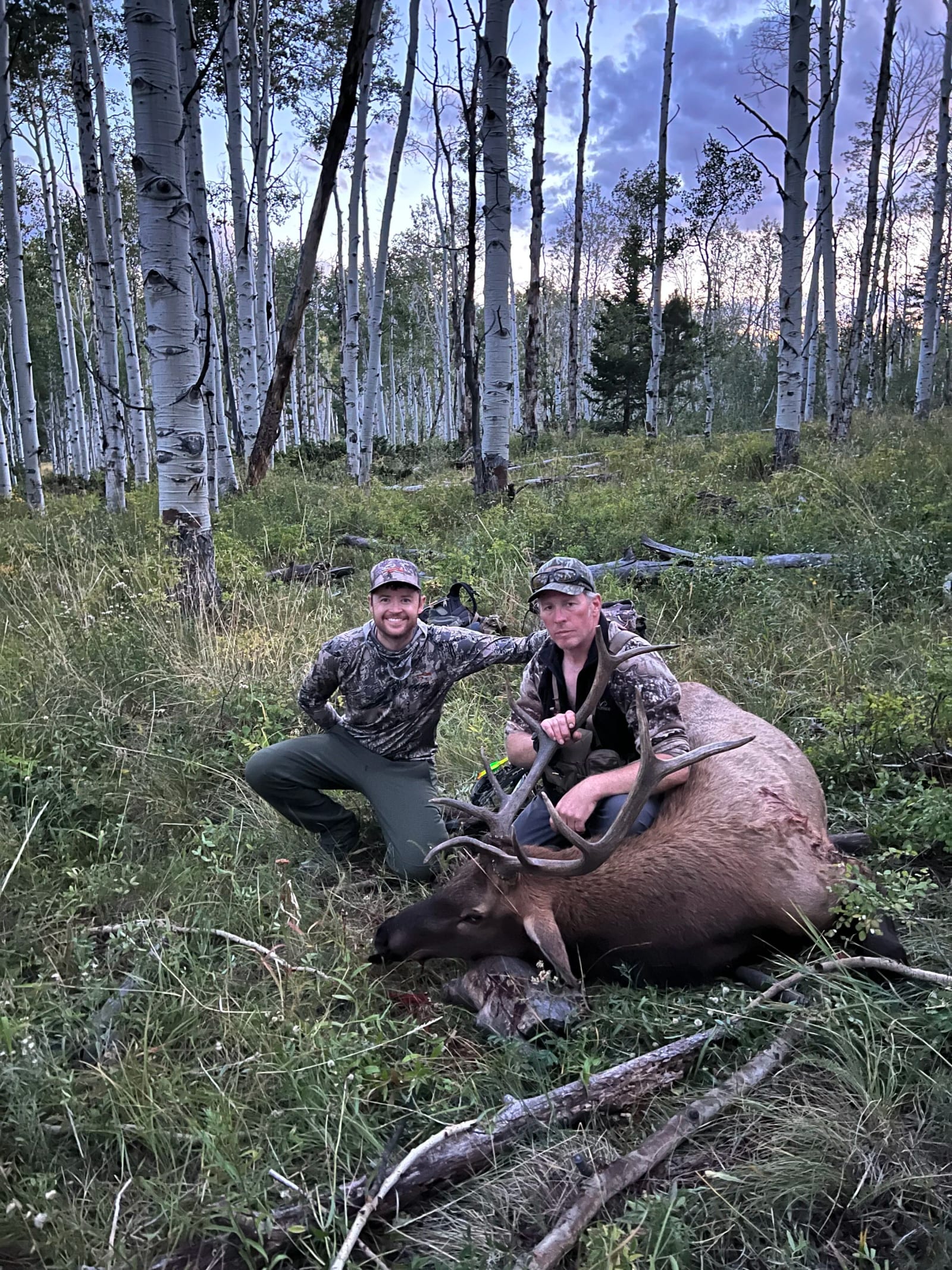 Two hunters kneeling next to a large elk they have hunted, in a forest with tall, white-barked trees.