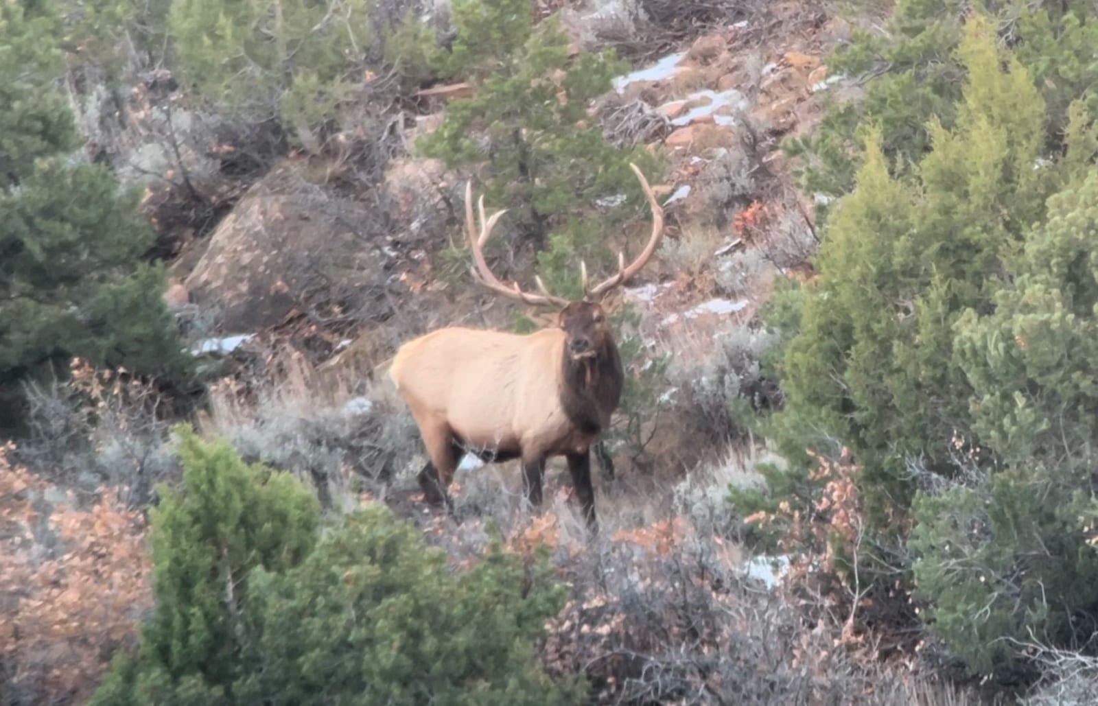 A large elk with brown fur and prominent antlers stands among green bushes and rocky terrain in the wilderness.