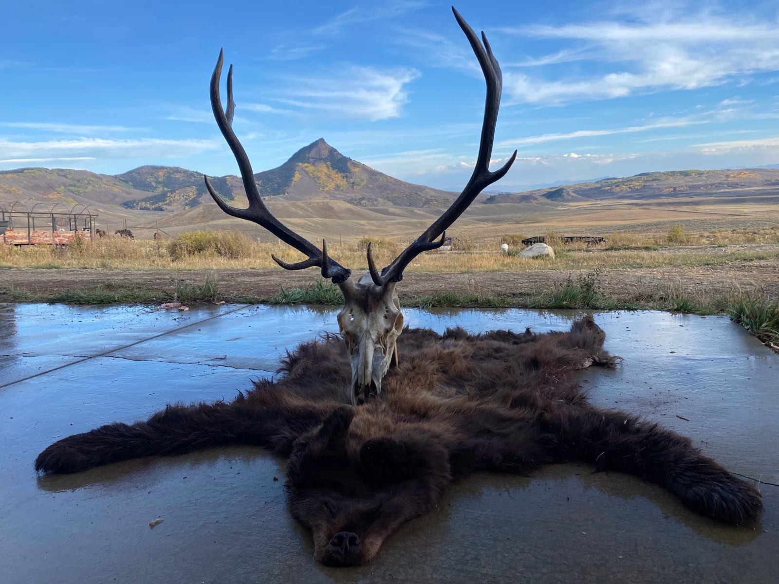 An elk skull with antlers and a bear hide are displayed on a wet concrete surface in a field with mountains in the background.