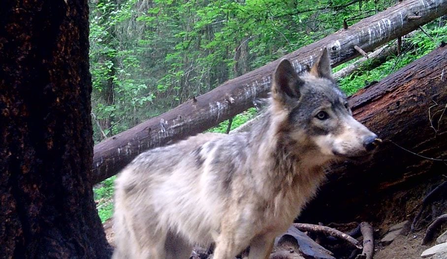 00000Hunt Trap Wolf 00106