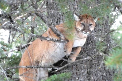 Nice Tom Lion