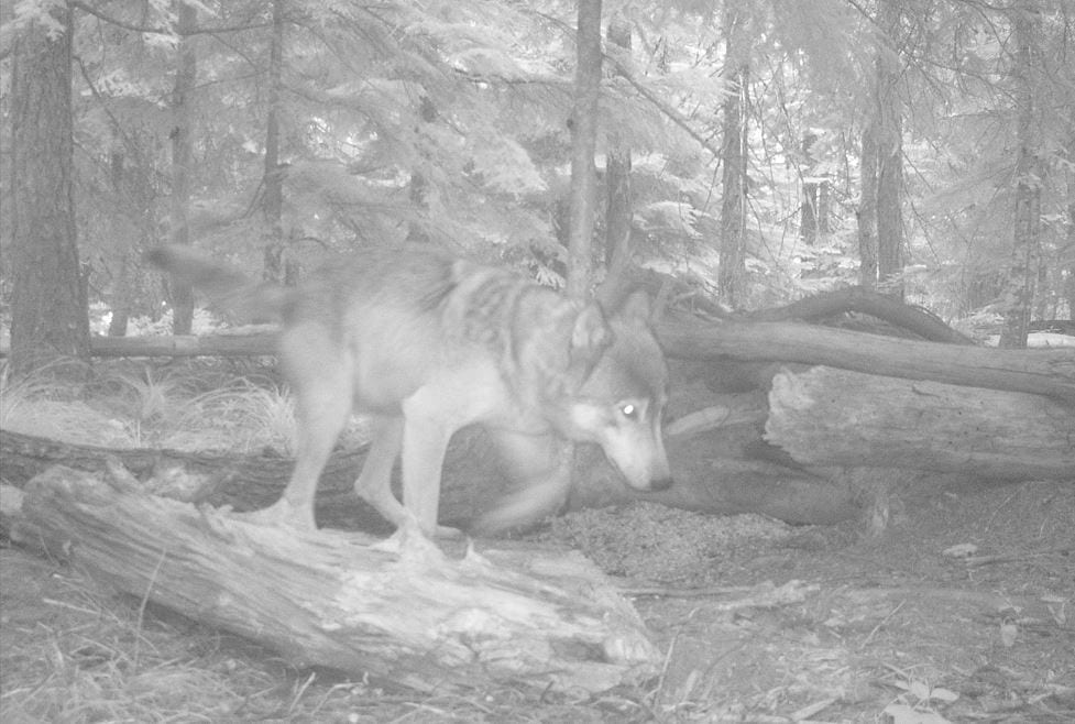 00000Hunt Trap Wolf 00104