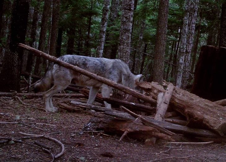 00000Hunt Trap Wolf 00109