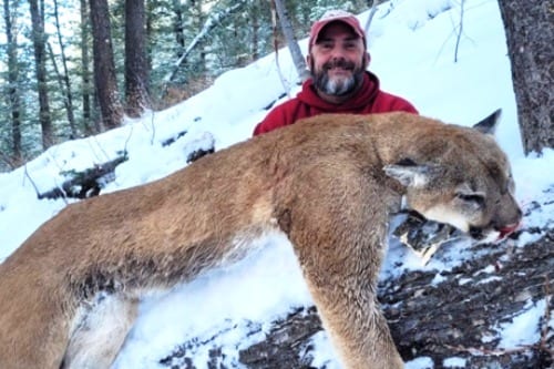 Idaho Mt Lion (Cougar) Hunts
