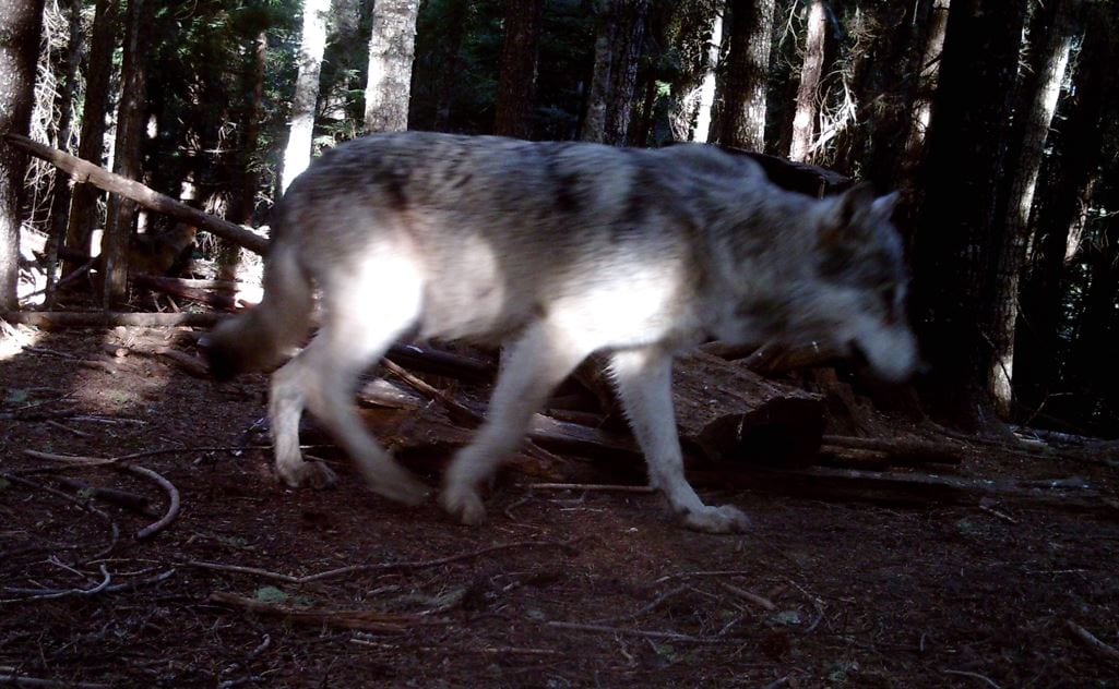 00000Hunt Trap Wolf 00110