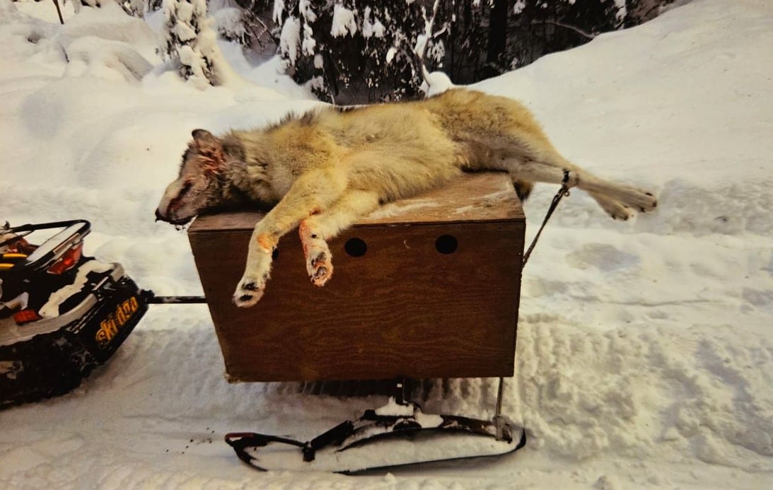 00000Hunt Trap Wolf 00111