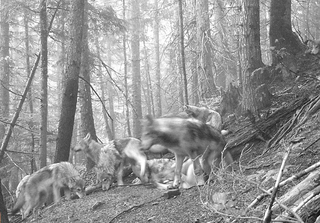 0000000Hunt Trap Wolf 00101