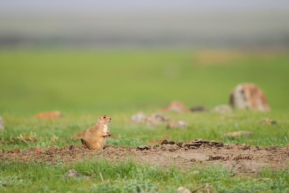 Prairie Dog Hunts Wyoming