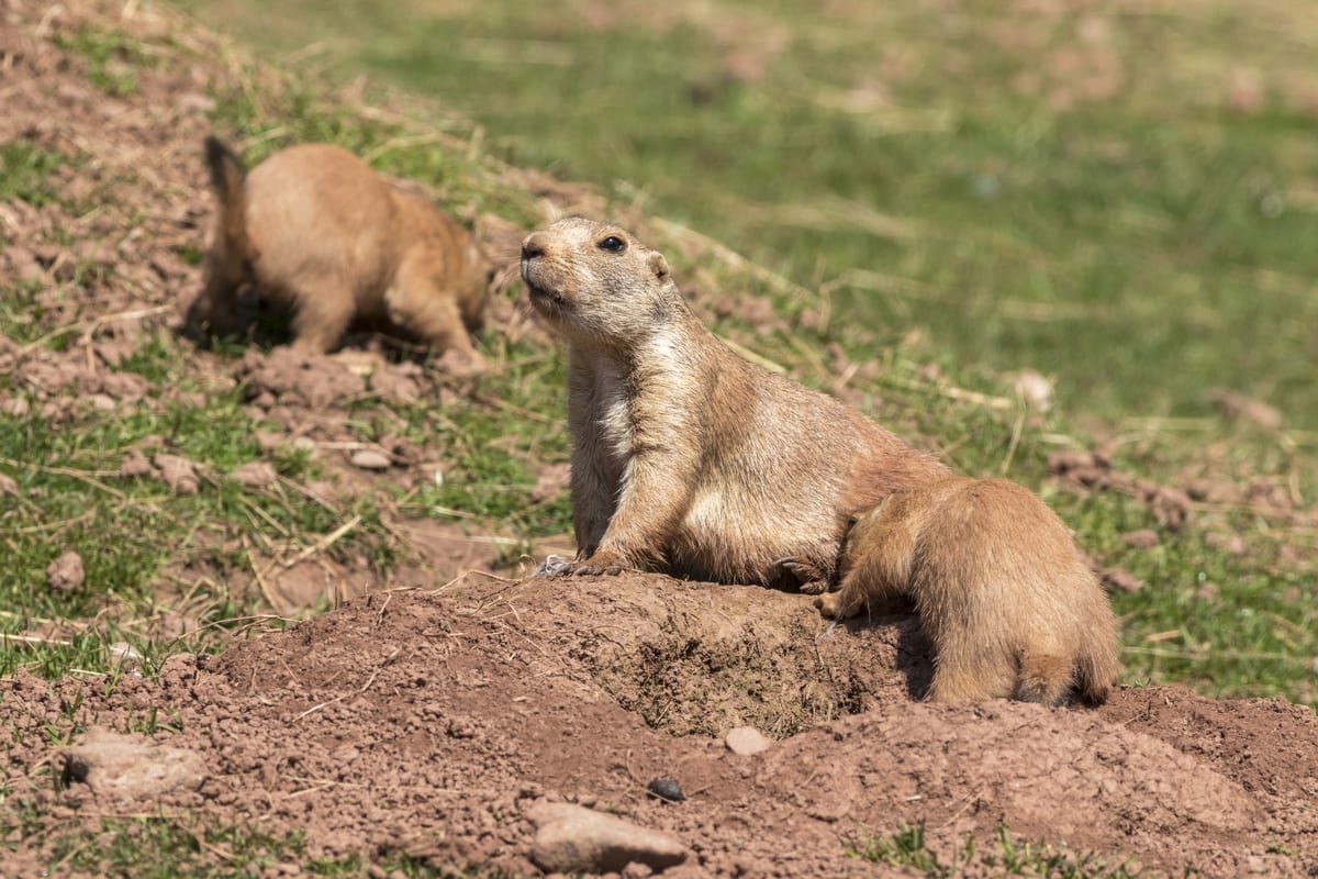 Prairie Dog Hunts
