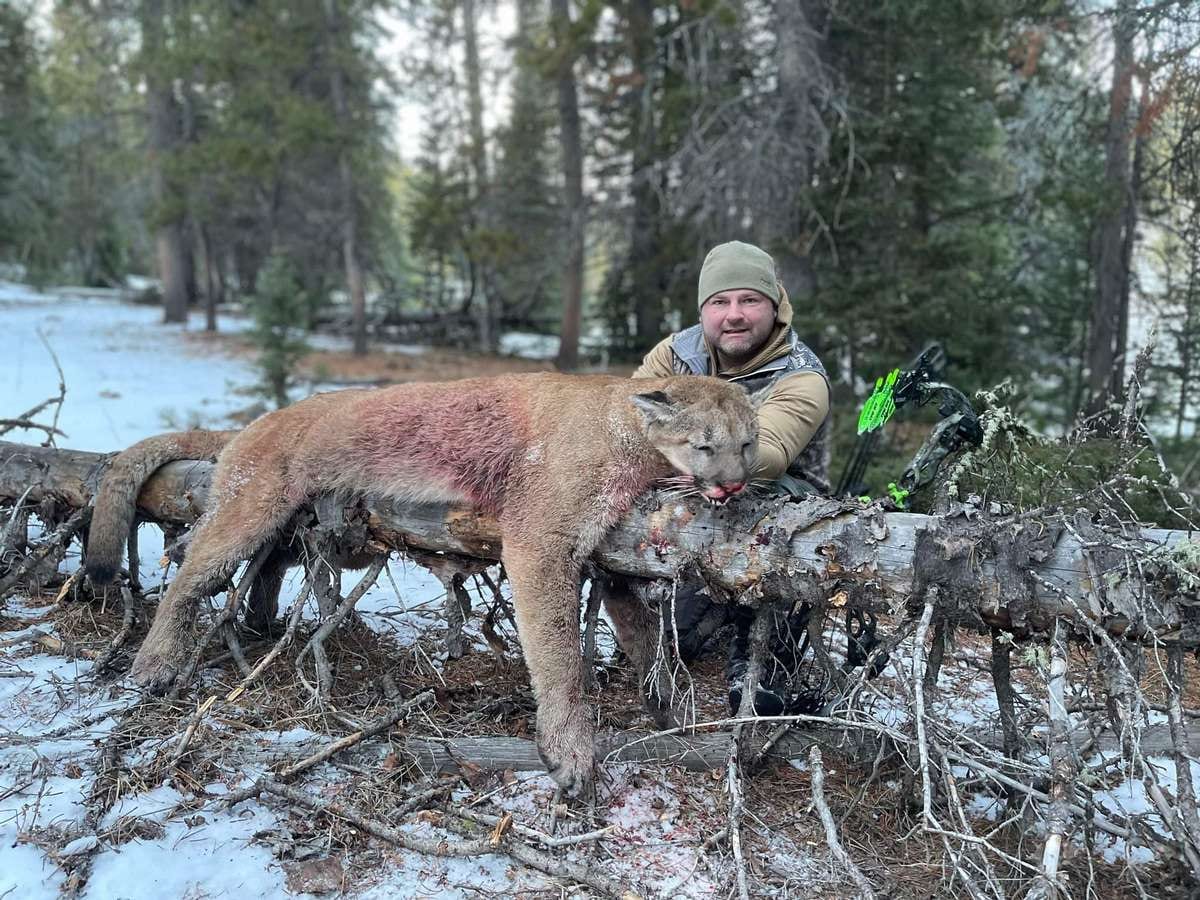 Mountain Lion Hunt