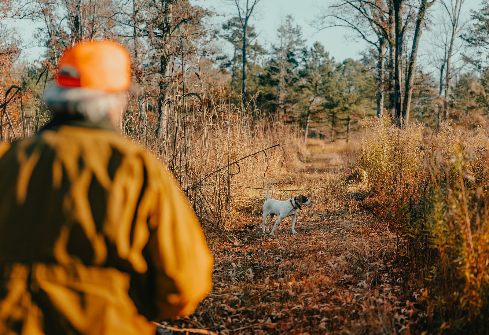 White and tan pointer dog in field during a hunt, hunter in foreground