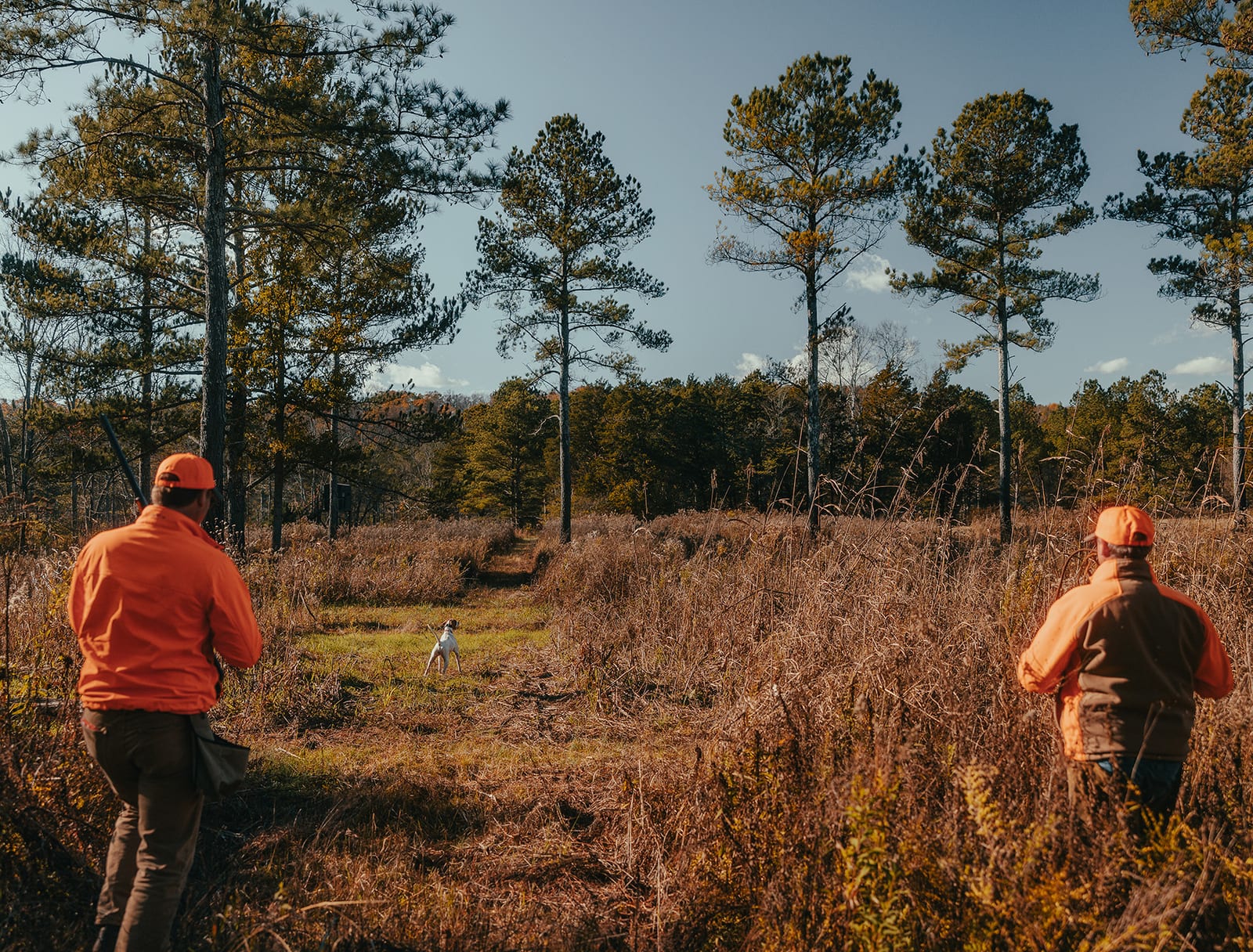 Two bird hunters wearing blaze orange in field with white dog