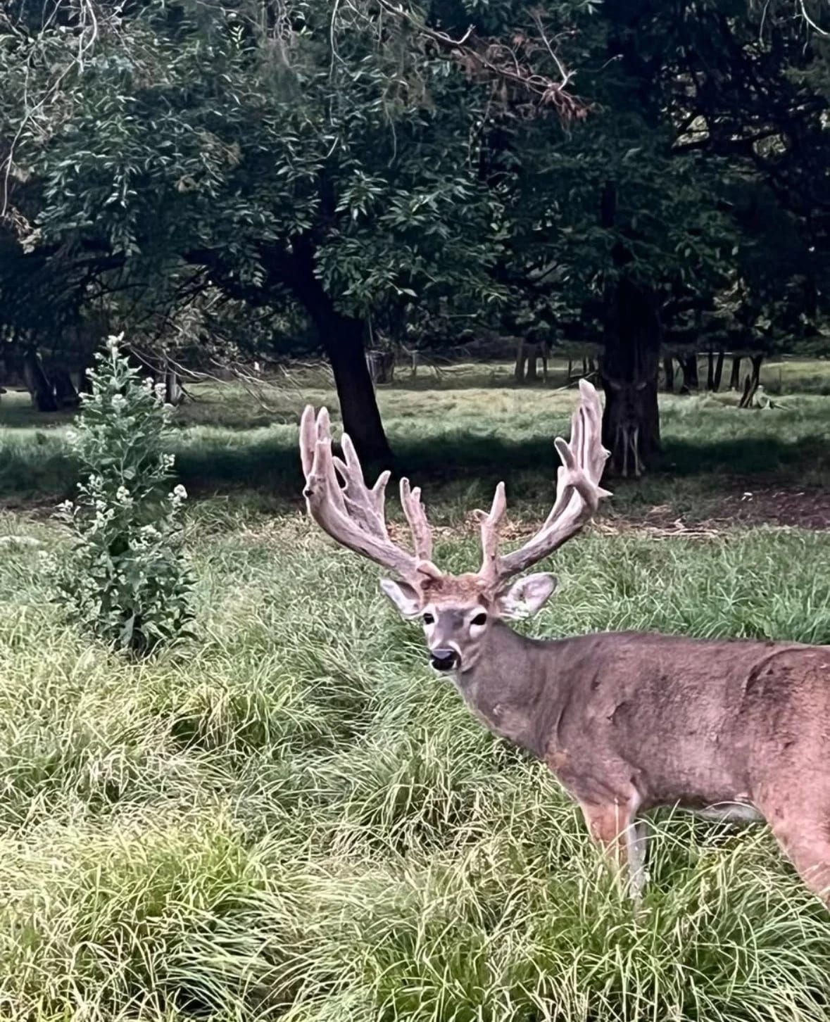 A deer with large, branching antlers standing in a grassy area surrounded by trees.