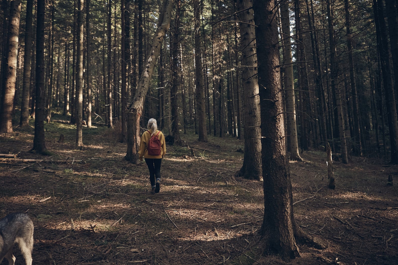 A person with a backpack walks through a dense forest with tall trees.