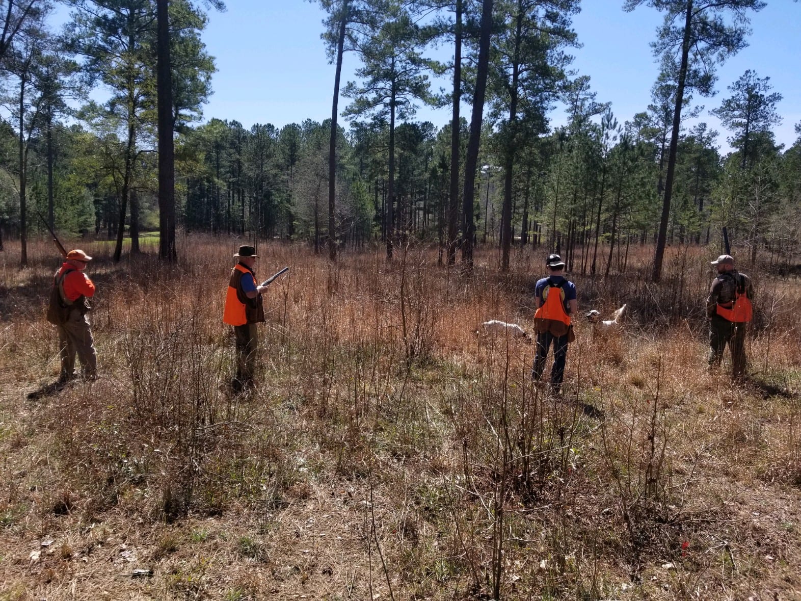 Hunters with shotguns and hunting dogs in a field with trees.