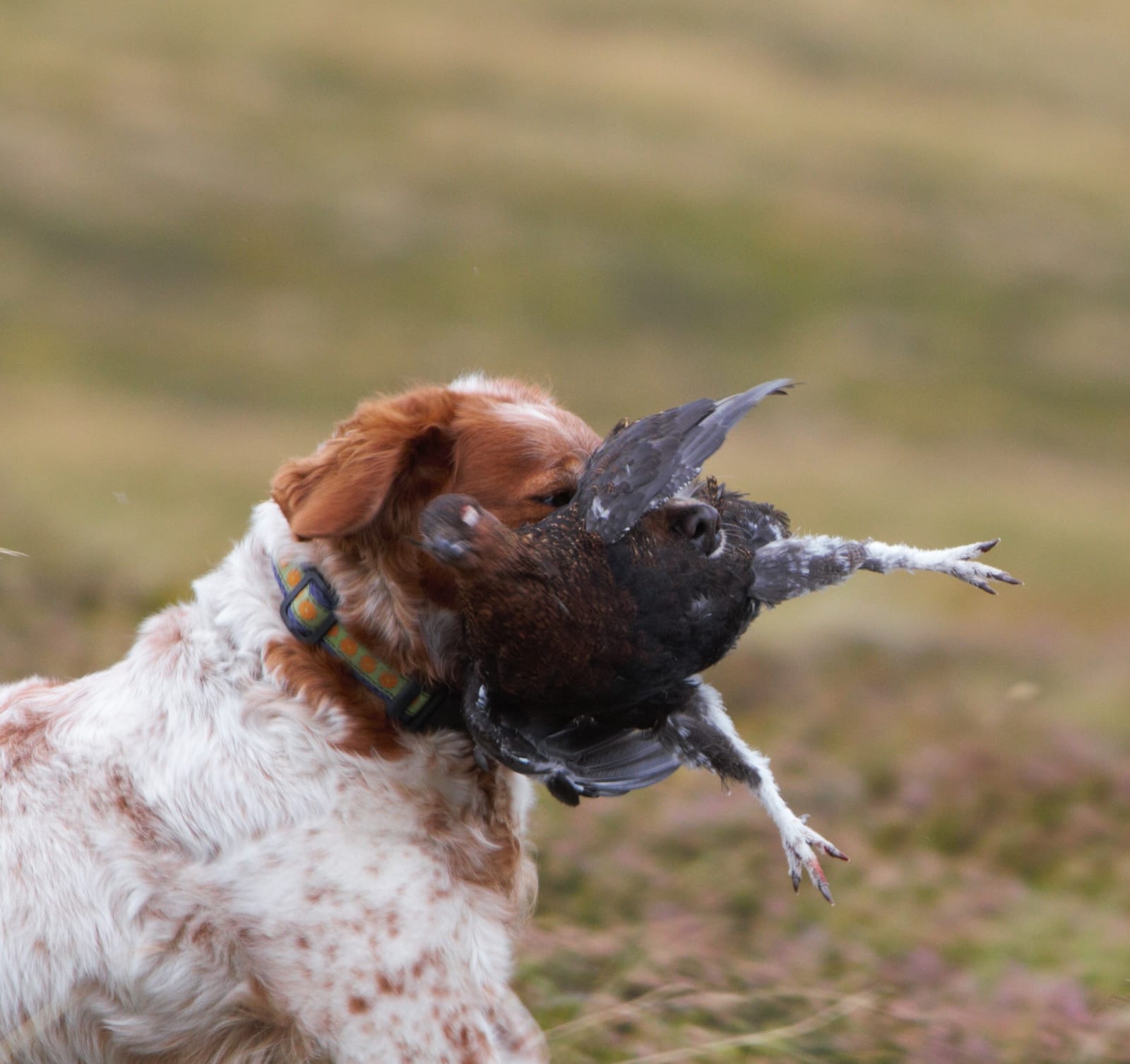 A Brittany spaniel retrieves a harvested bird.