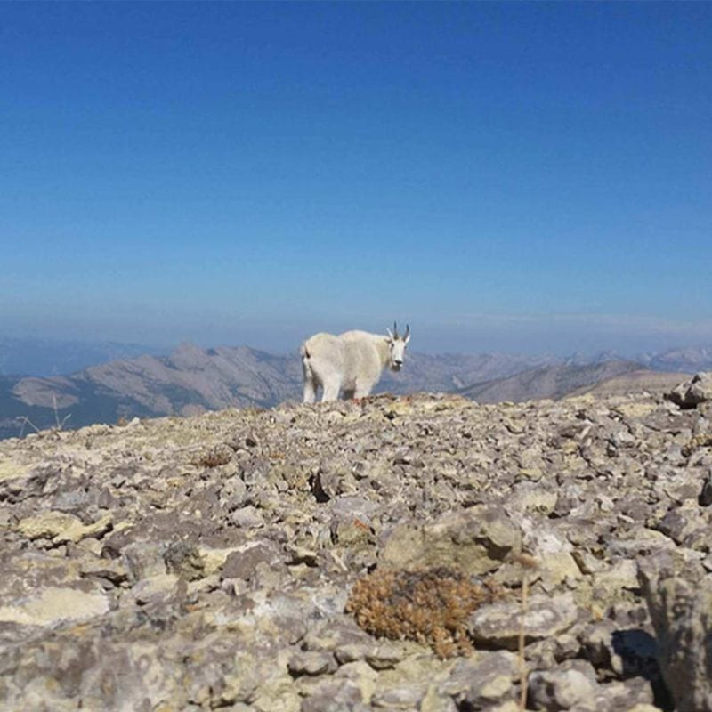 A mountain goat stands on a rocky mountain peak under a clear blue sky.