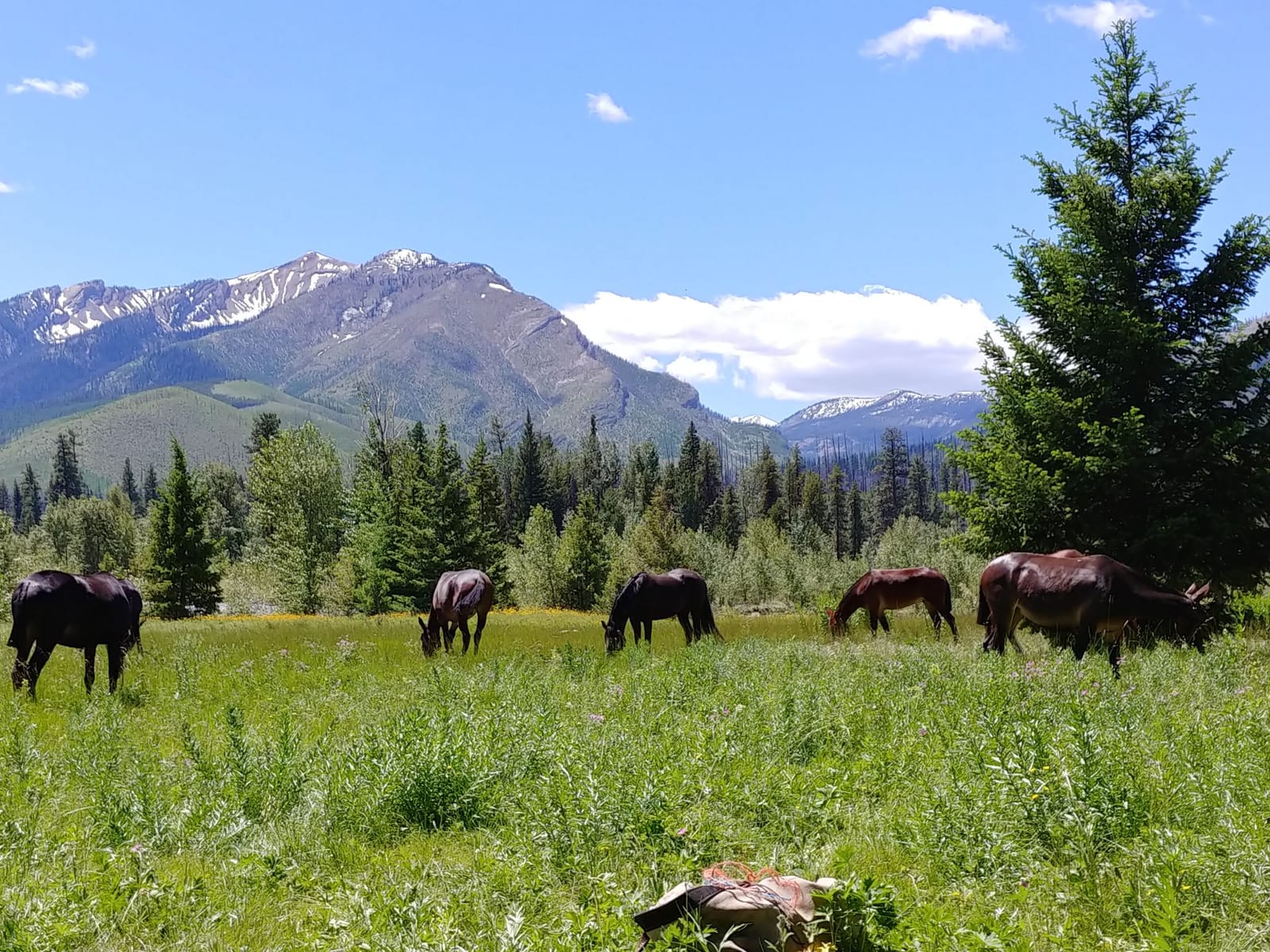 Horses graze in a grassy field with mountains and trees in the background under a blue sky.