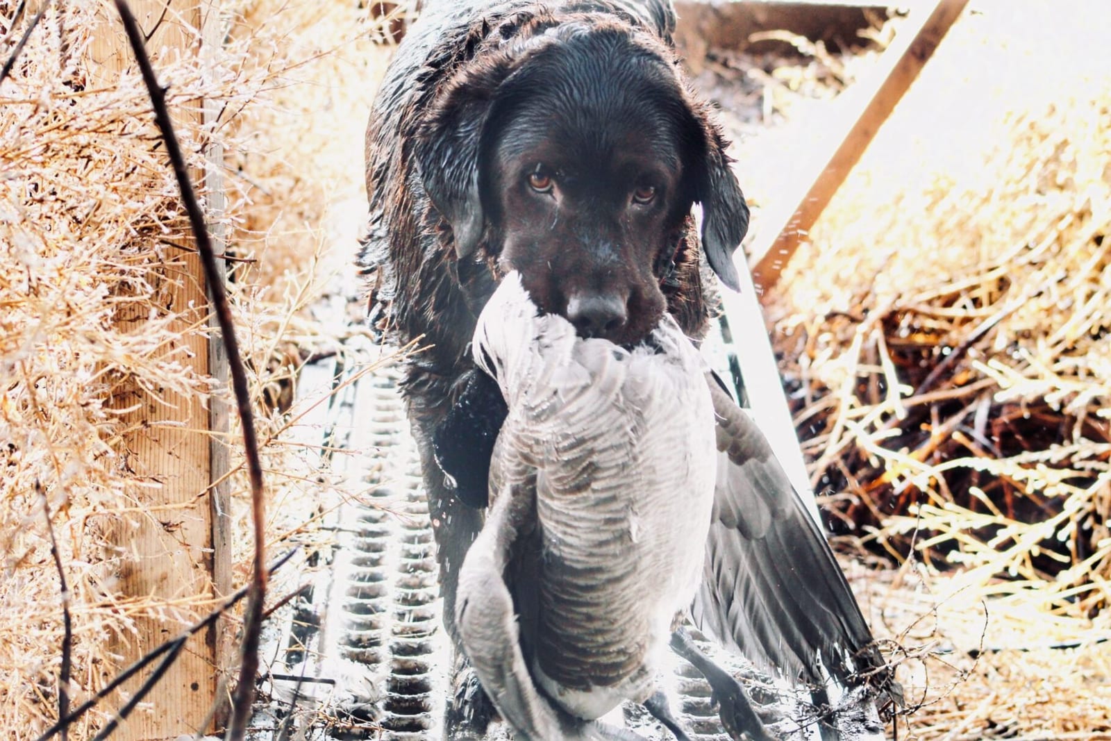 Guided goose hunts