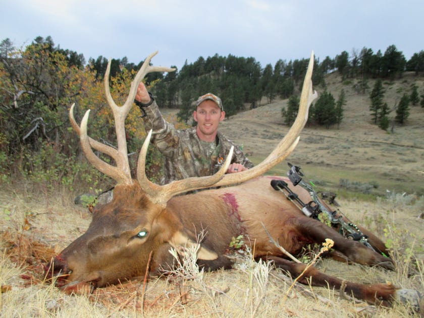 A hunter poses with a harvested elk in a grassy, treed landscape.