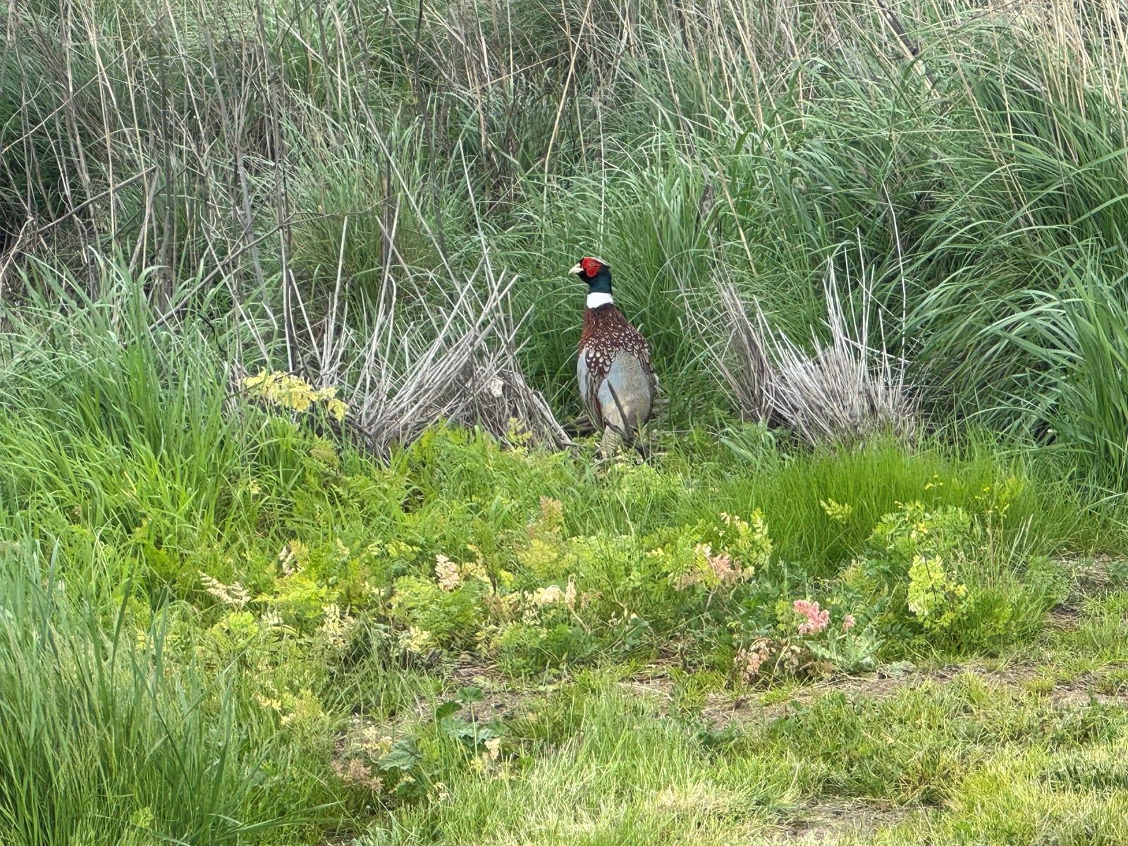 A ring-necked pheasant stands in tall green grass.