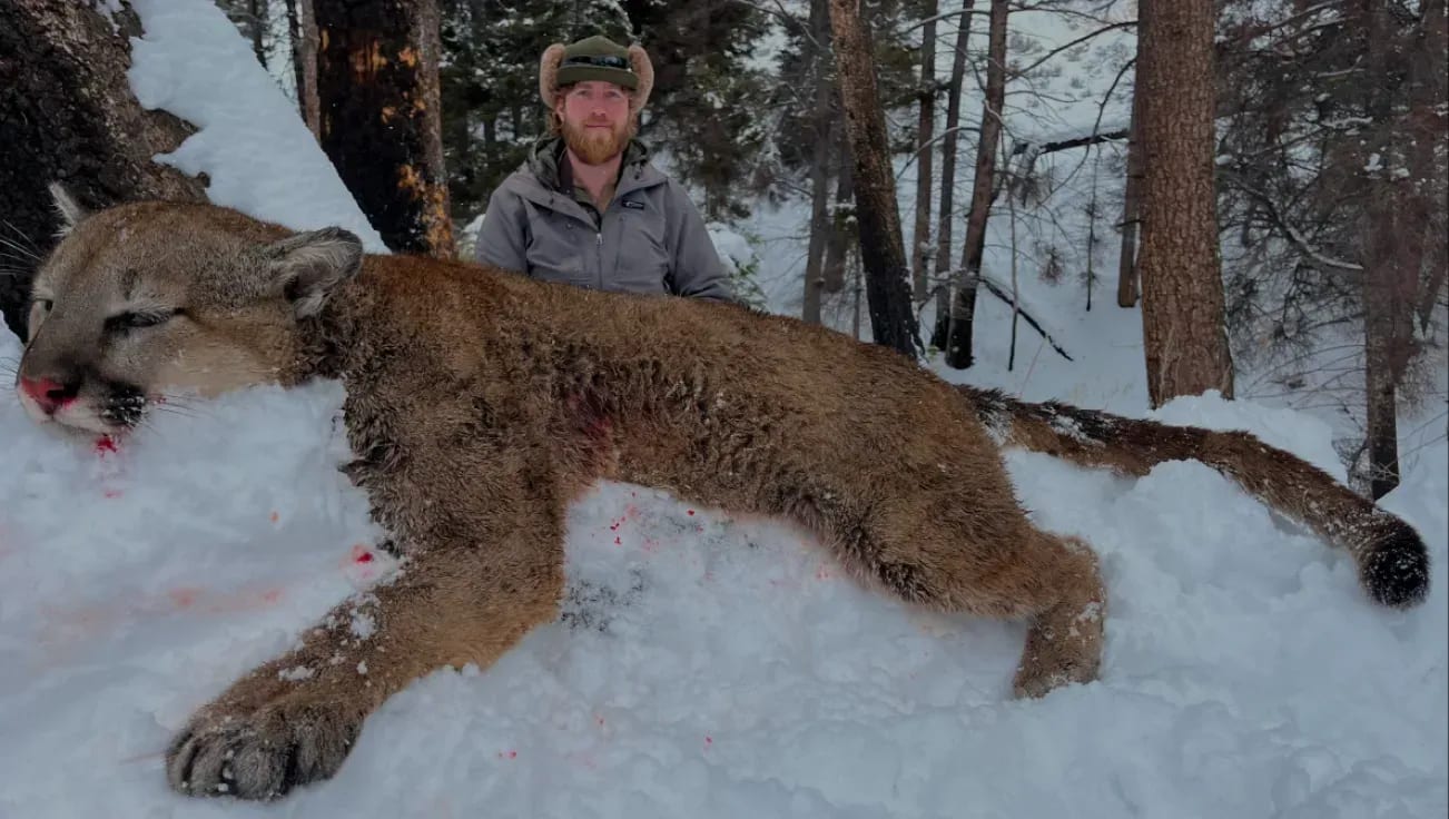 A man is standing next to a mountain lion in the snow.