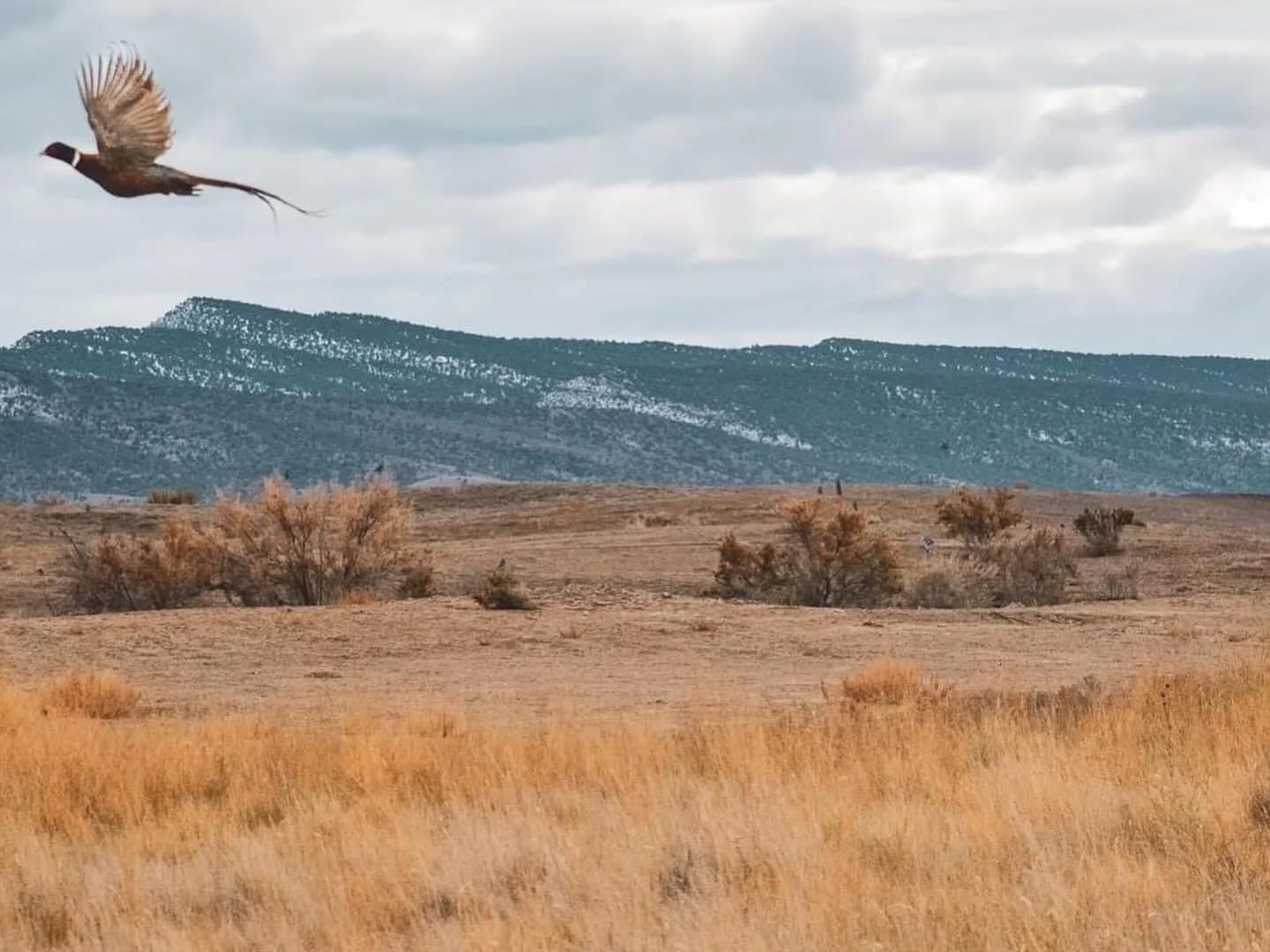 A ring-necked pheasant flies over a field with mountains in the background under a cloudy sky.