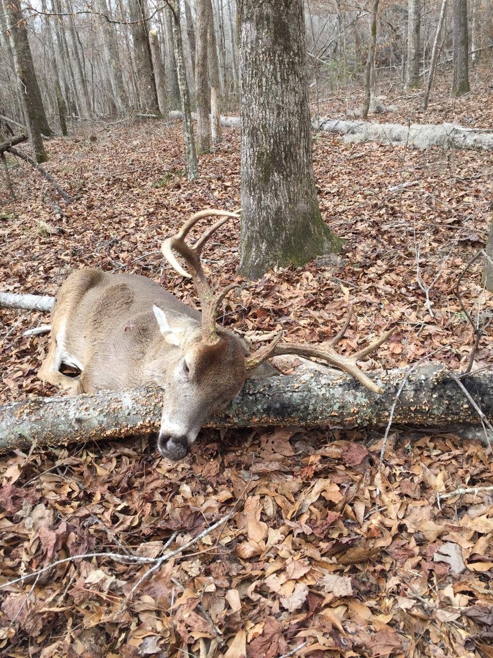 DEER