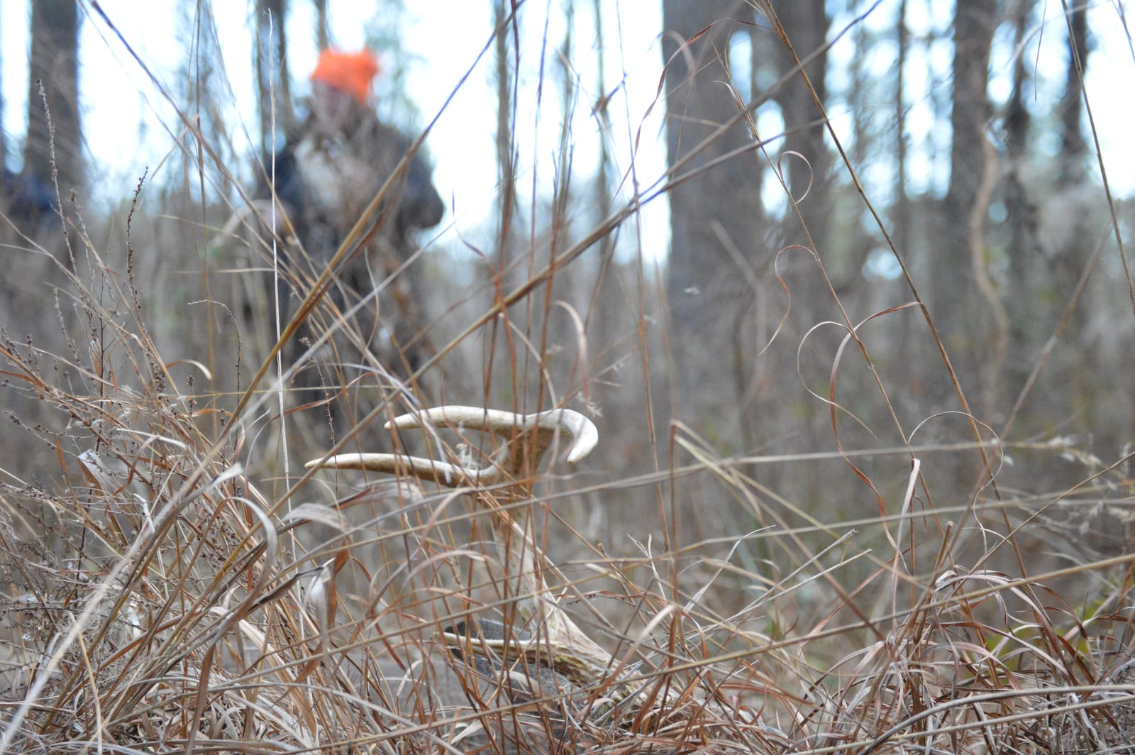A hunter in an orange hat stands in the background while deer antlers are visible in the tall grass in the foreground.