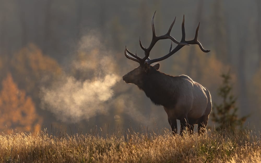 Large elk with antlers standing in a misty field at dawn, backlit by warm sunlight