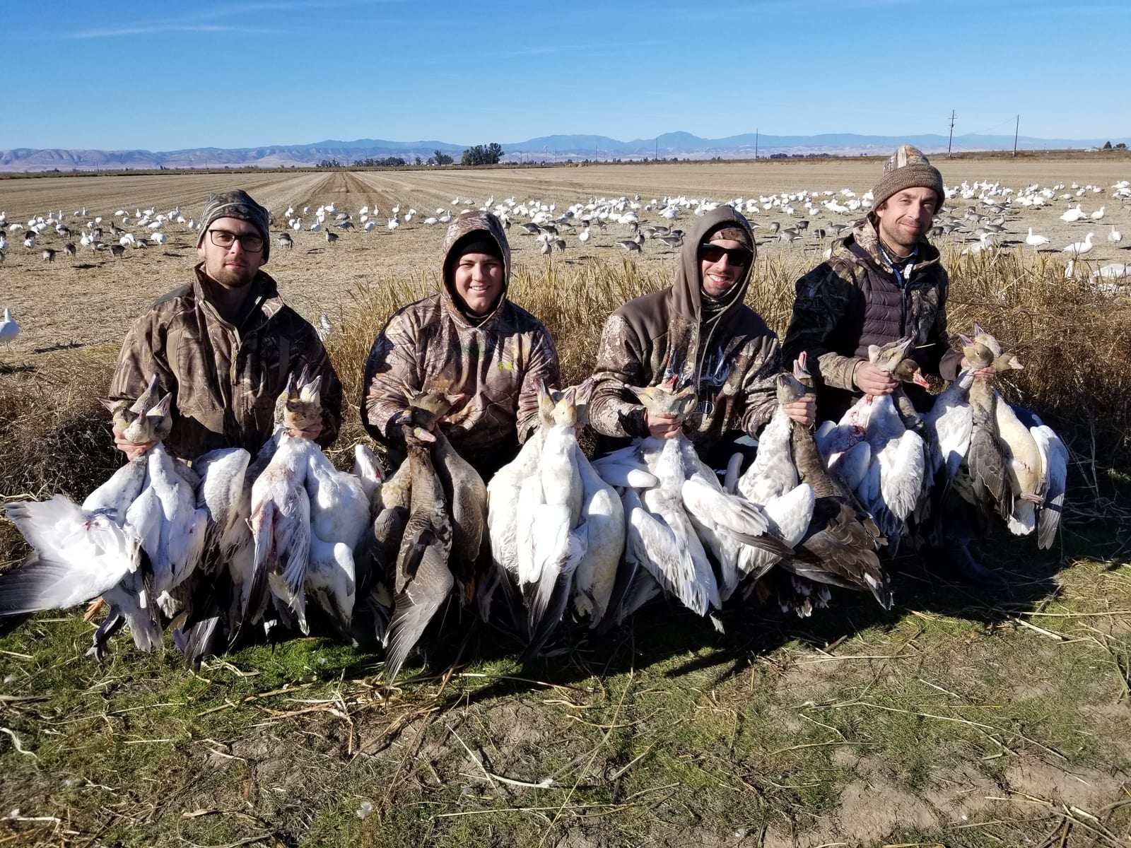 Four hunters pose with their harvested snow geese in a field.