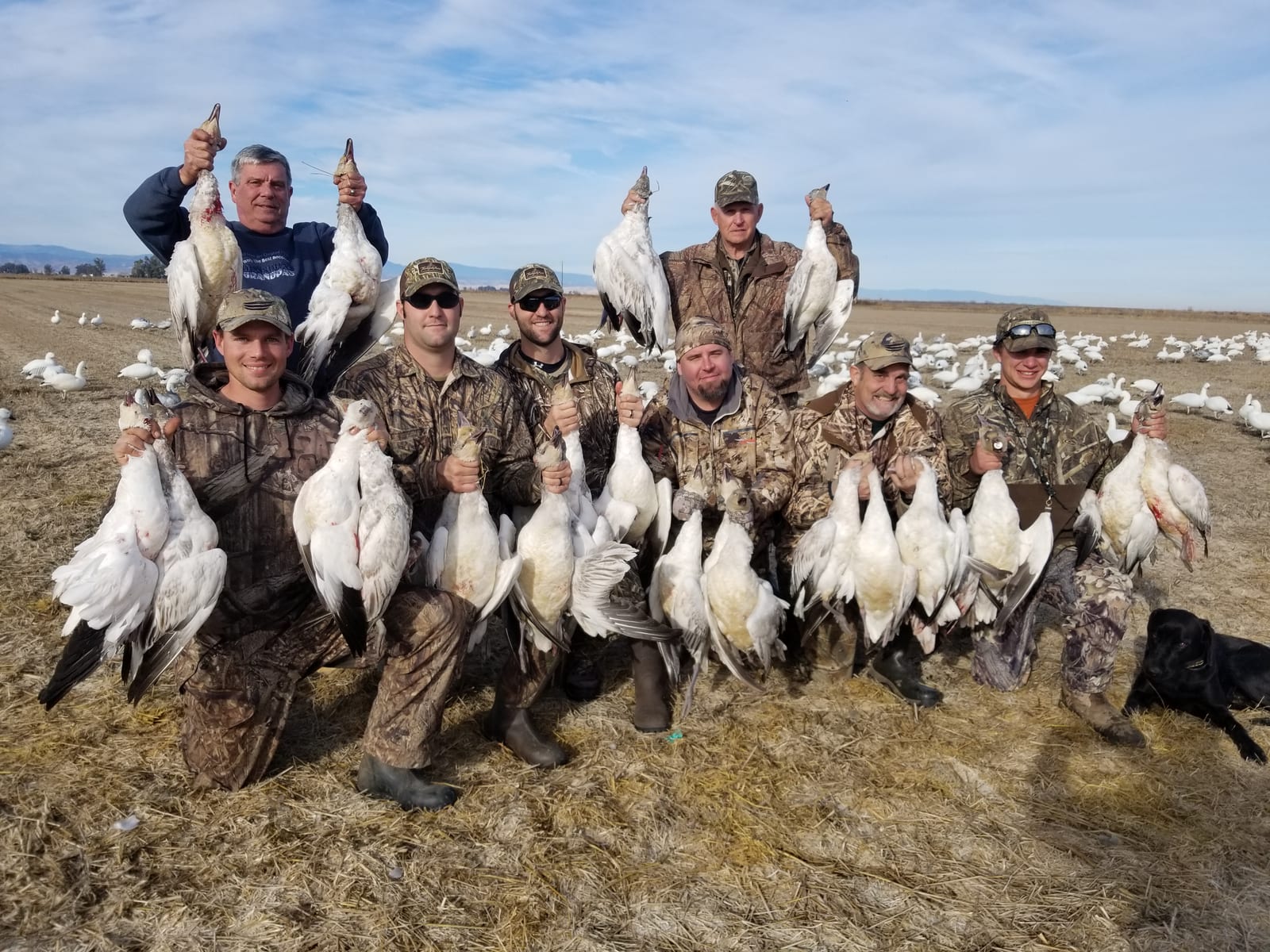 A group of hunters poses with their harvested snow geese in a field.