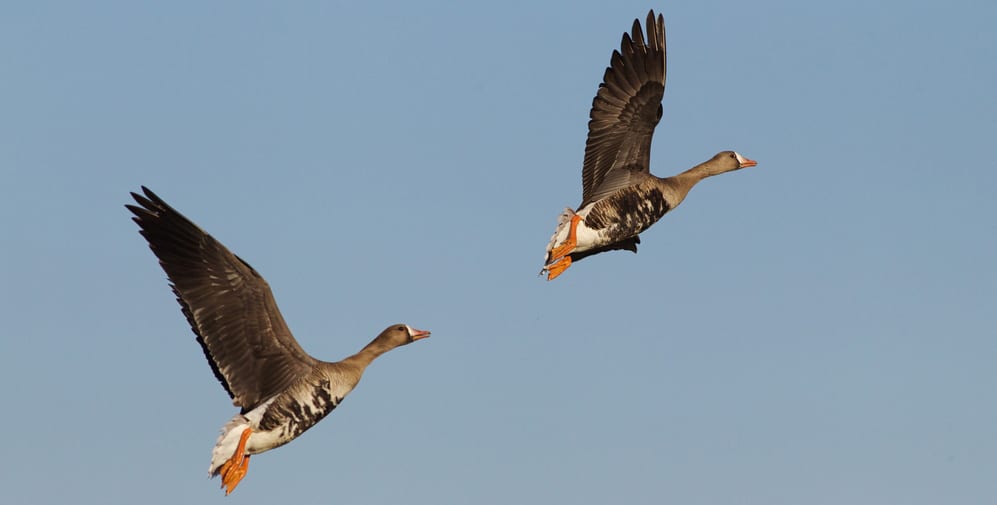 Two white-fronted geese fly against a clear blue sky.