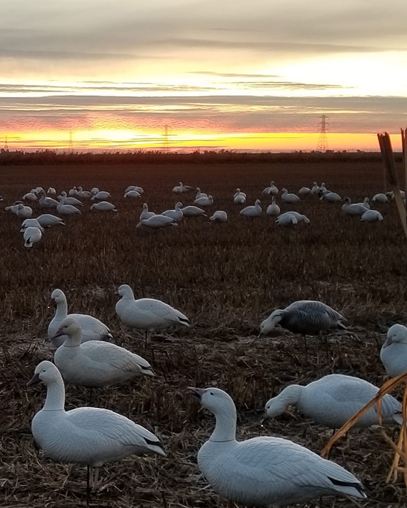 Snow goose decoys are set up in a field at sunset.