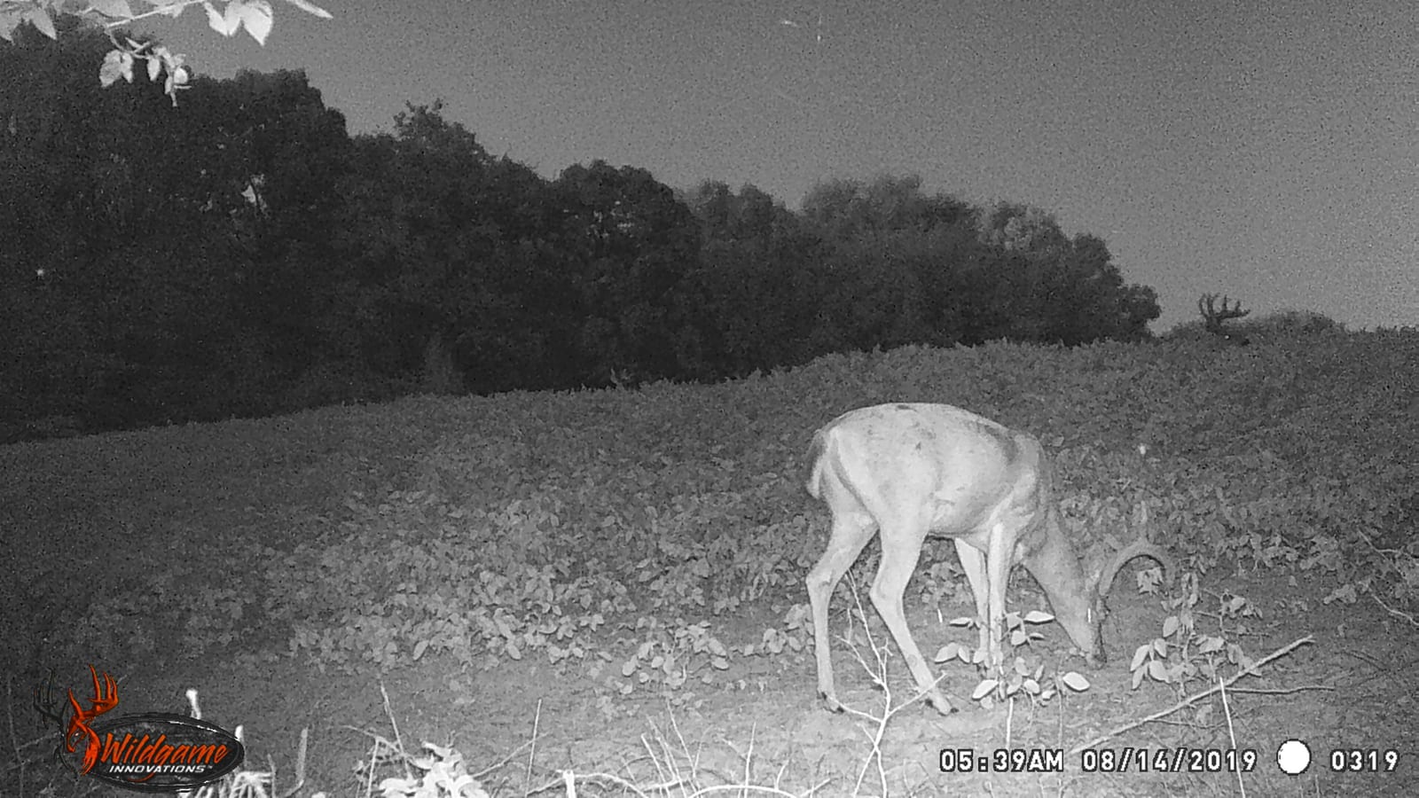 A whitetail deer grazes in a field at night, with another antlered deer visible in the background.