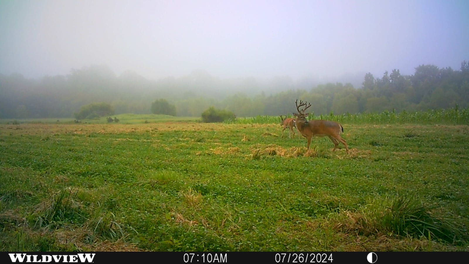 Two whitetail deer, one a buck with antlers, stand in a grassy field on a foggy morning.