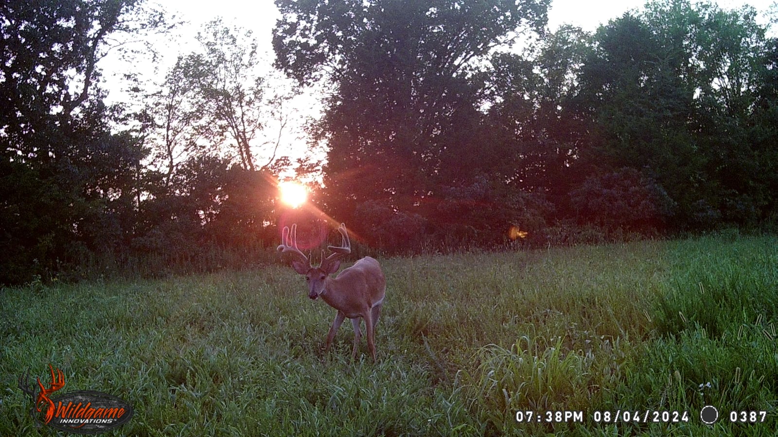 A whitetail deer stands in a grassy field at sunset.