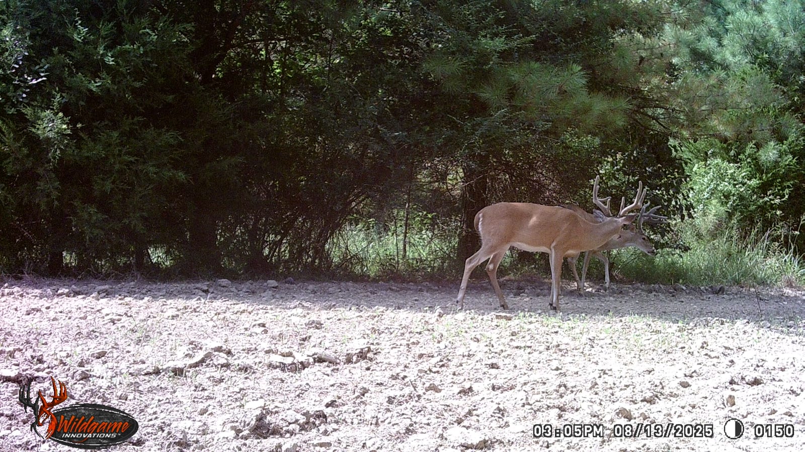 Two whitetail deer stand in a clearing near a line of trees.