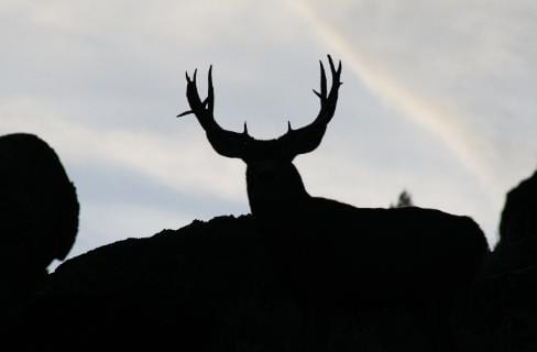 A silhouette of an elk with large antlers against a cloudy sky.