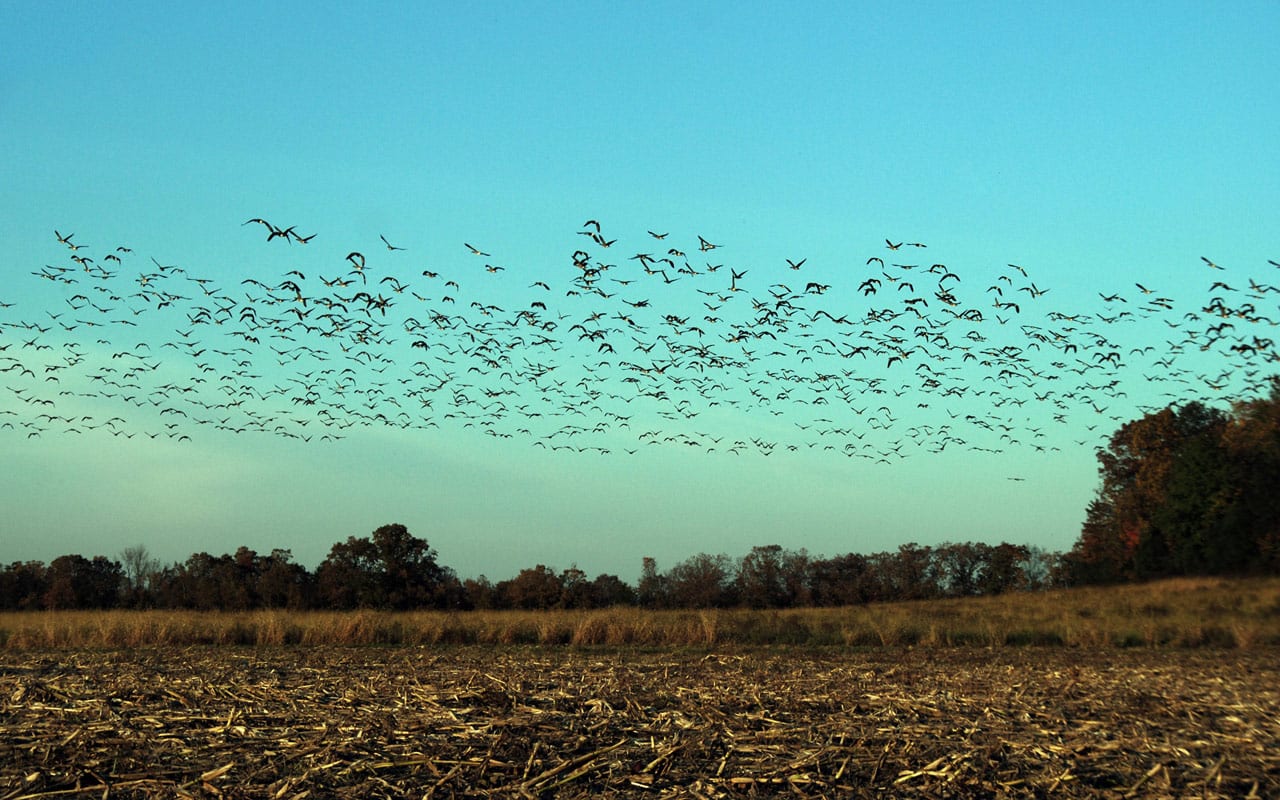 Birds