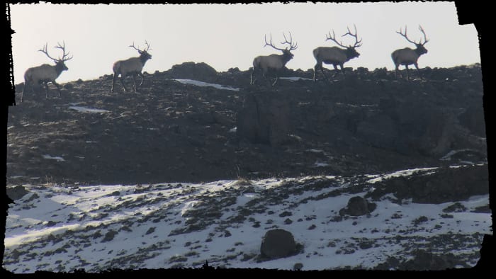 Hunting Boulder Basin Outfitters Cody WY