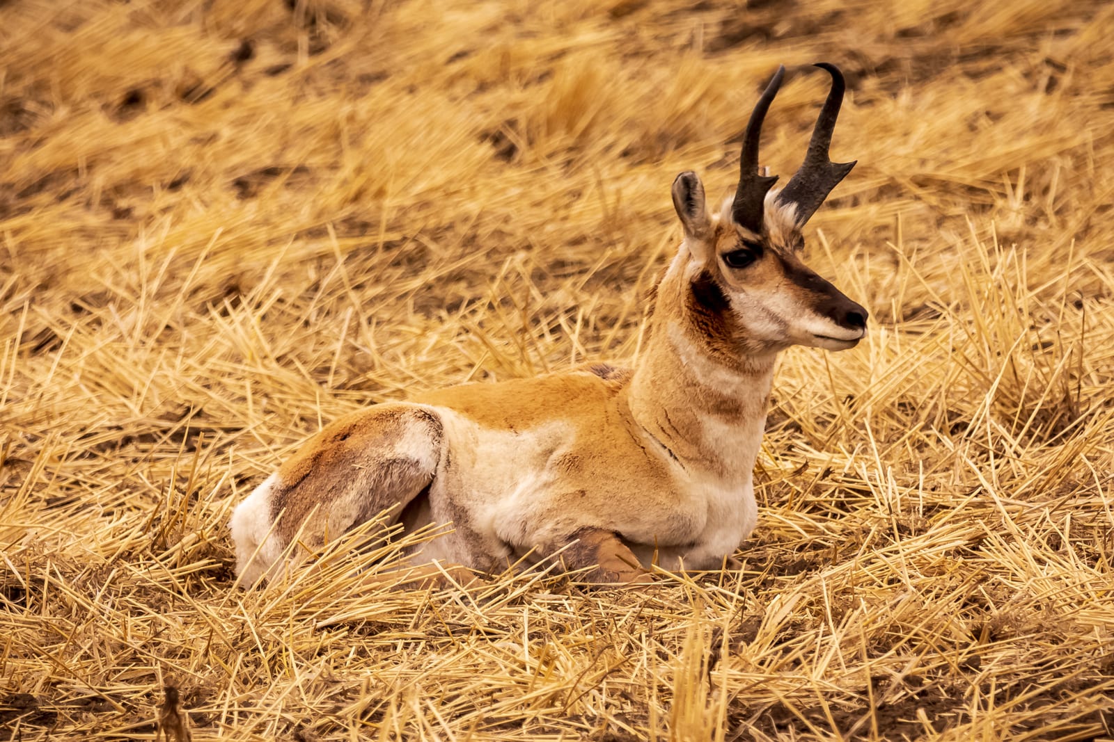 antelope hunt