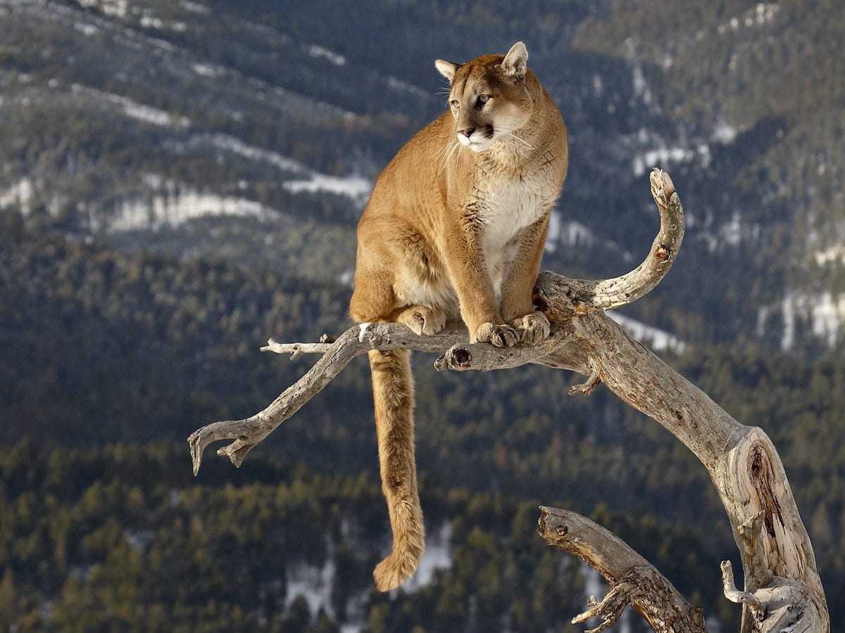 mountain lion hunt bozeman