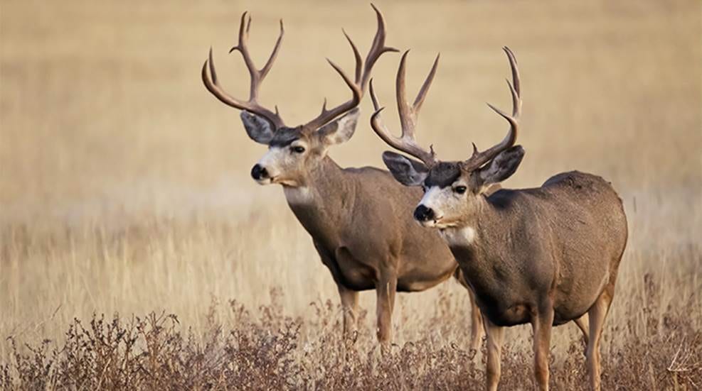 mule deer hunt