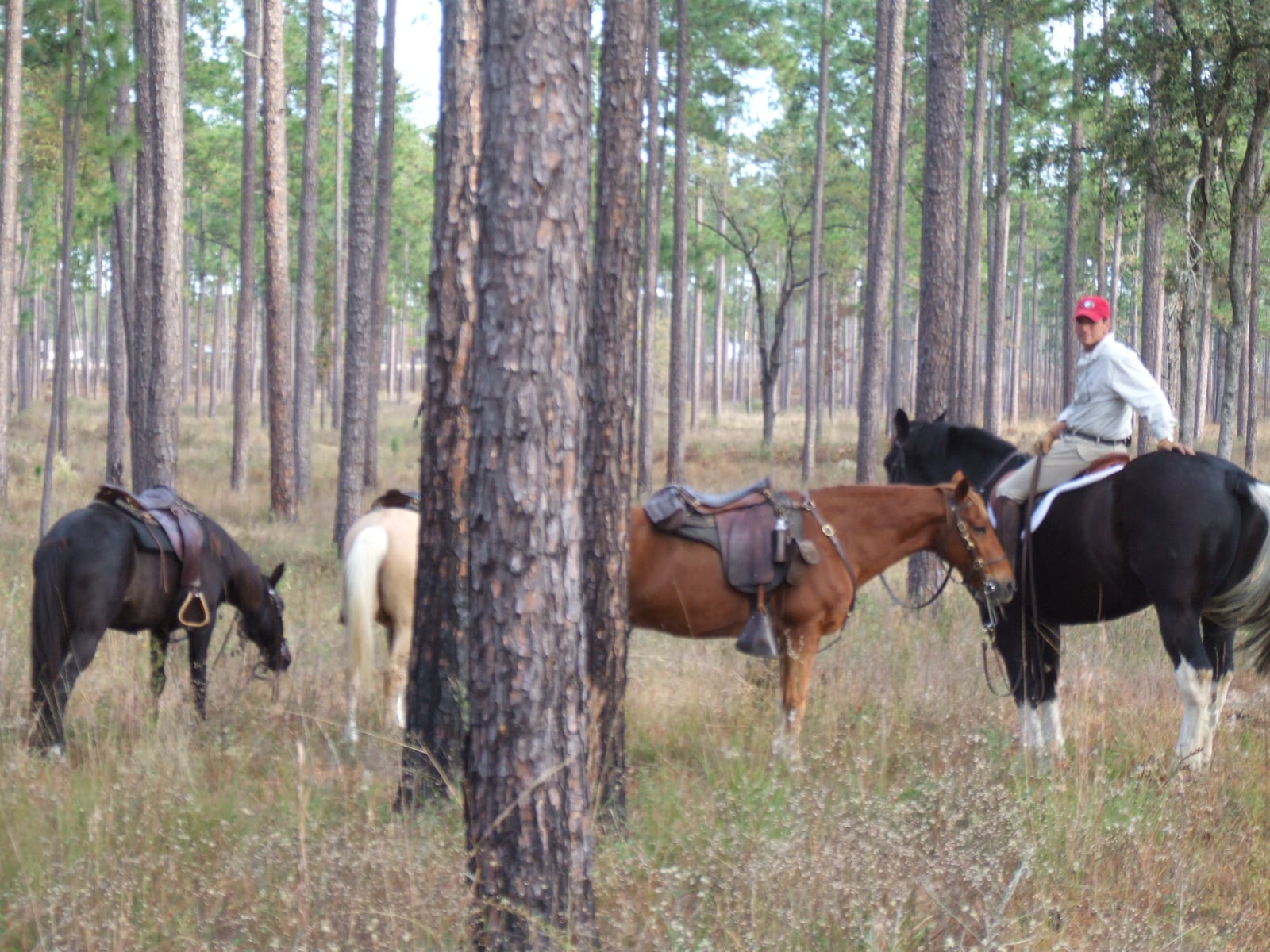 A man on a horse and other horses stand in a pine forest.