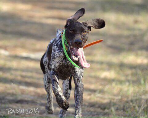 A brown and white speckled dog with floppy ears and a green collar runs with its tongue out.