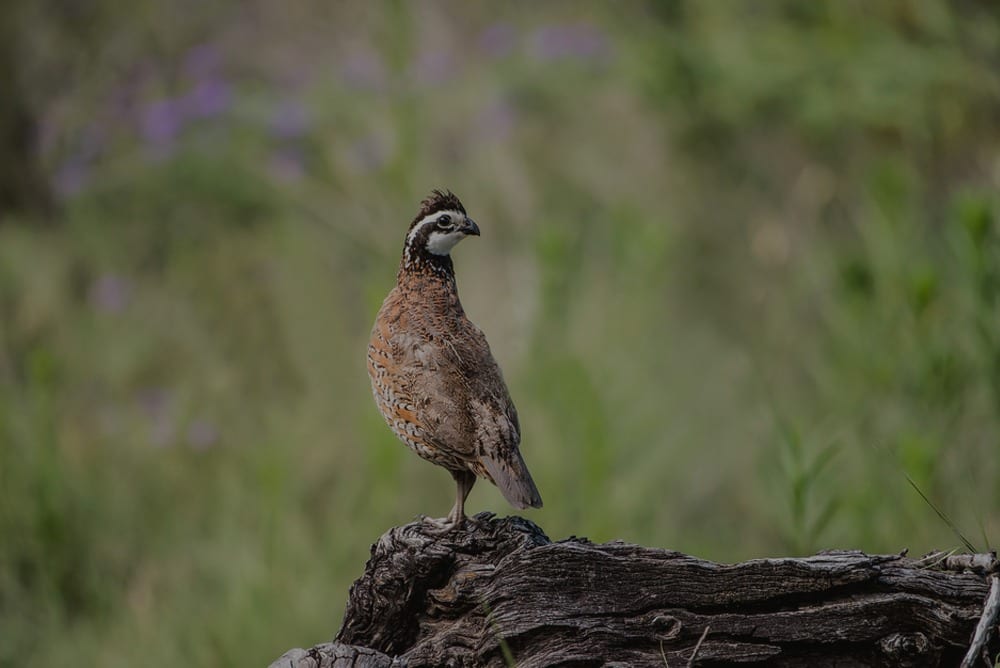 A Northern Bobwhite Quail stands on a log with a blurred green background.