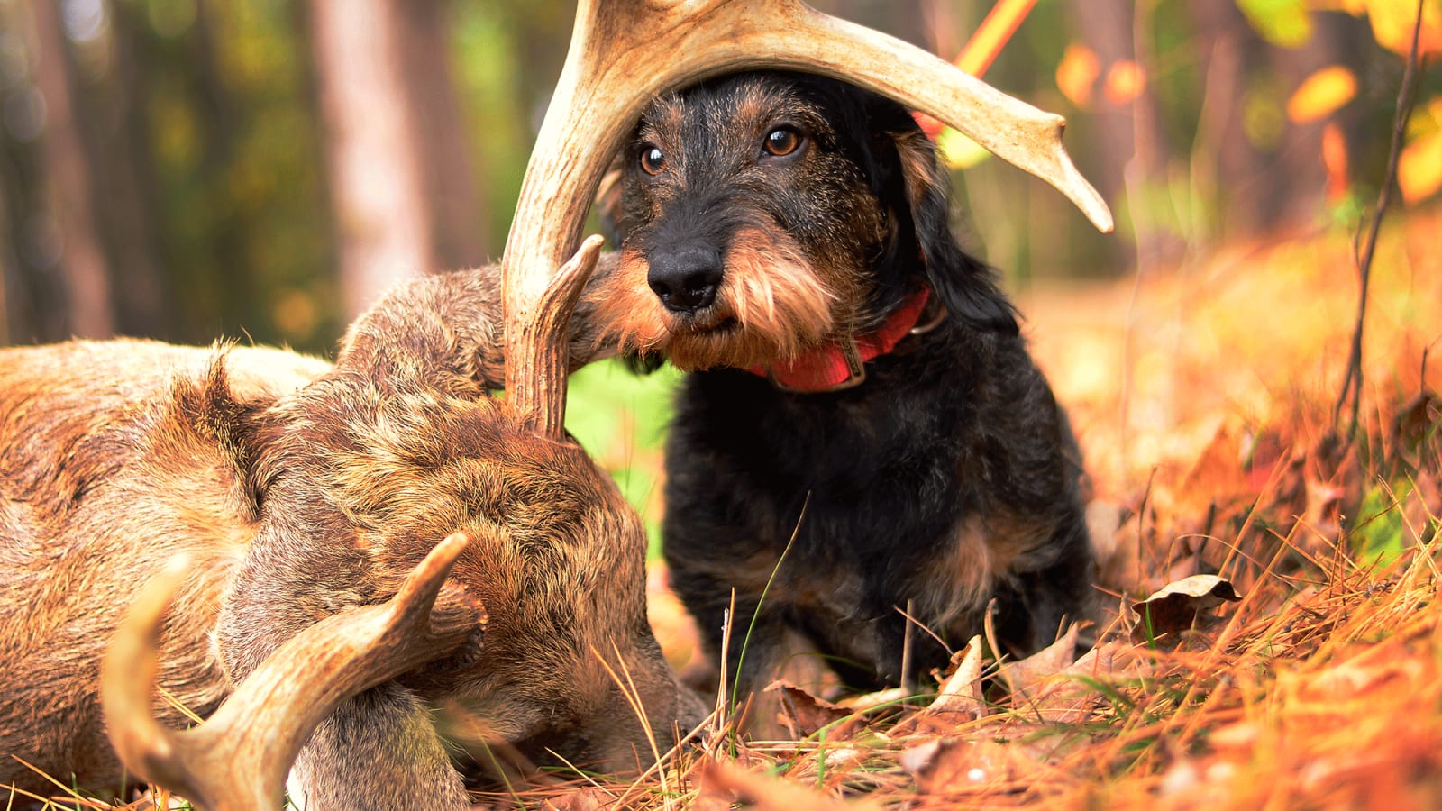 Debunked: 10 Common Myths About Blood Trailing Deer and Elk