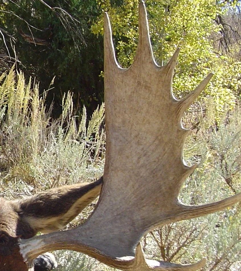 Moose Antlers with shrubs in bushes in the back