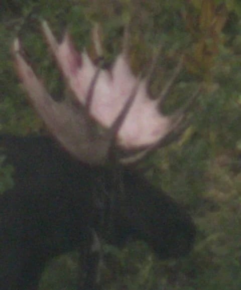 Close up of a moose nose